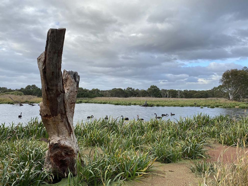 Local birdlife enjoying the log habitat installed at the Braeside Park Wetlands