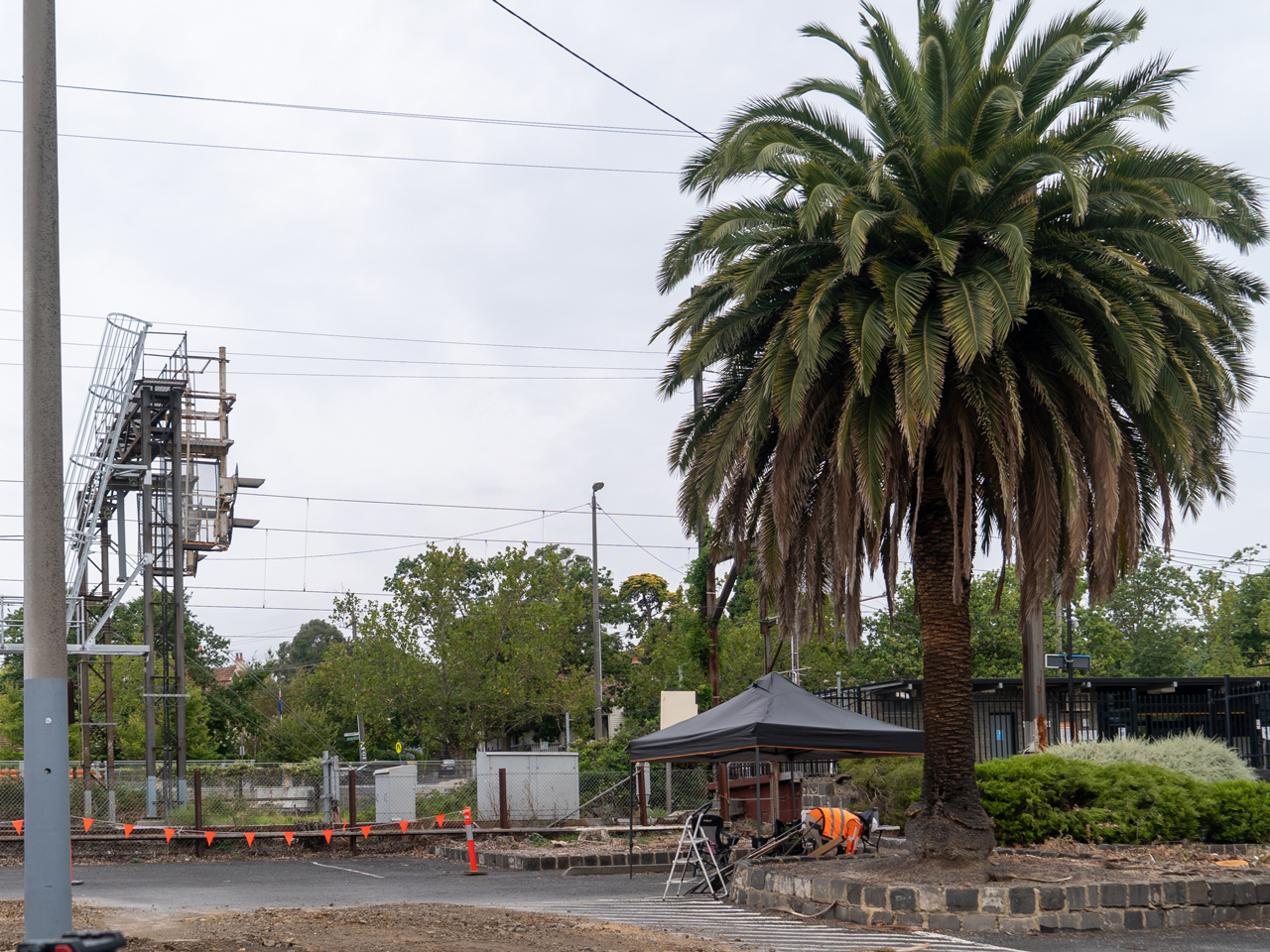 The palm tree in the Surrey Hills Station car park.