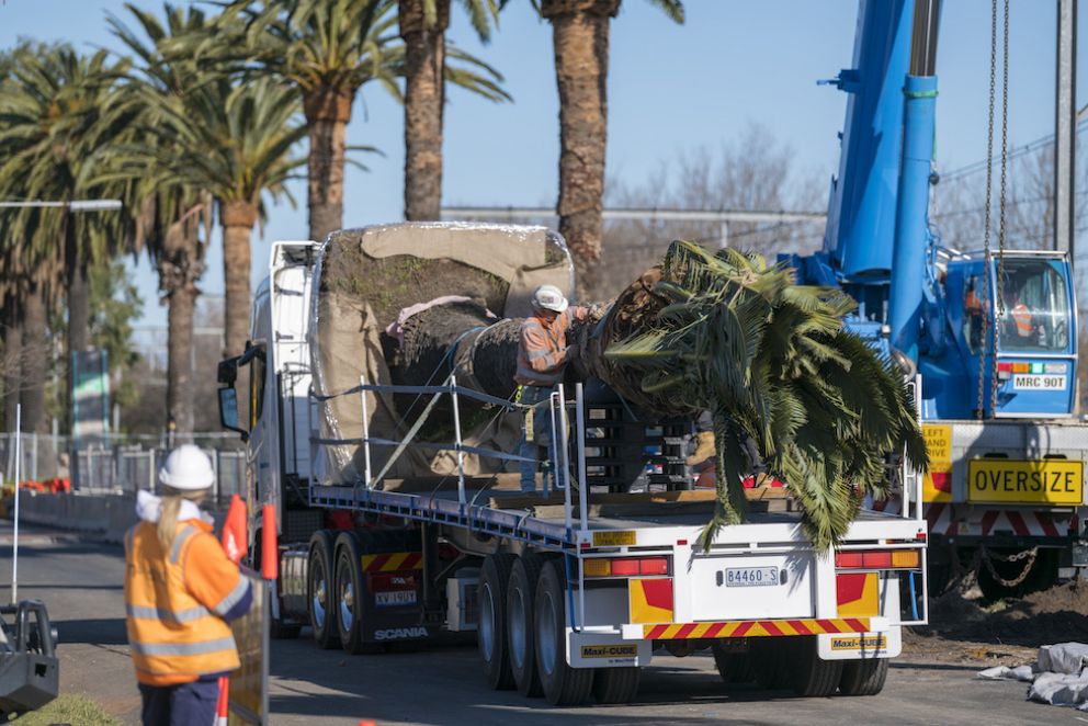 One of palms ready to be transported to a specialist nursery where it will be cared for.