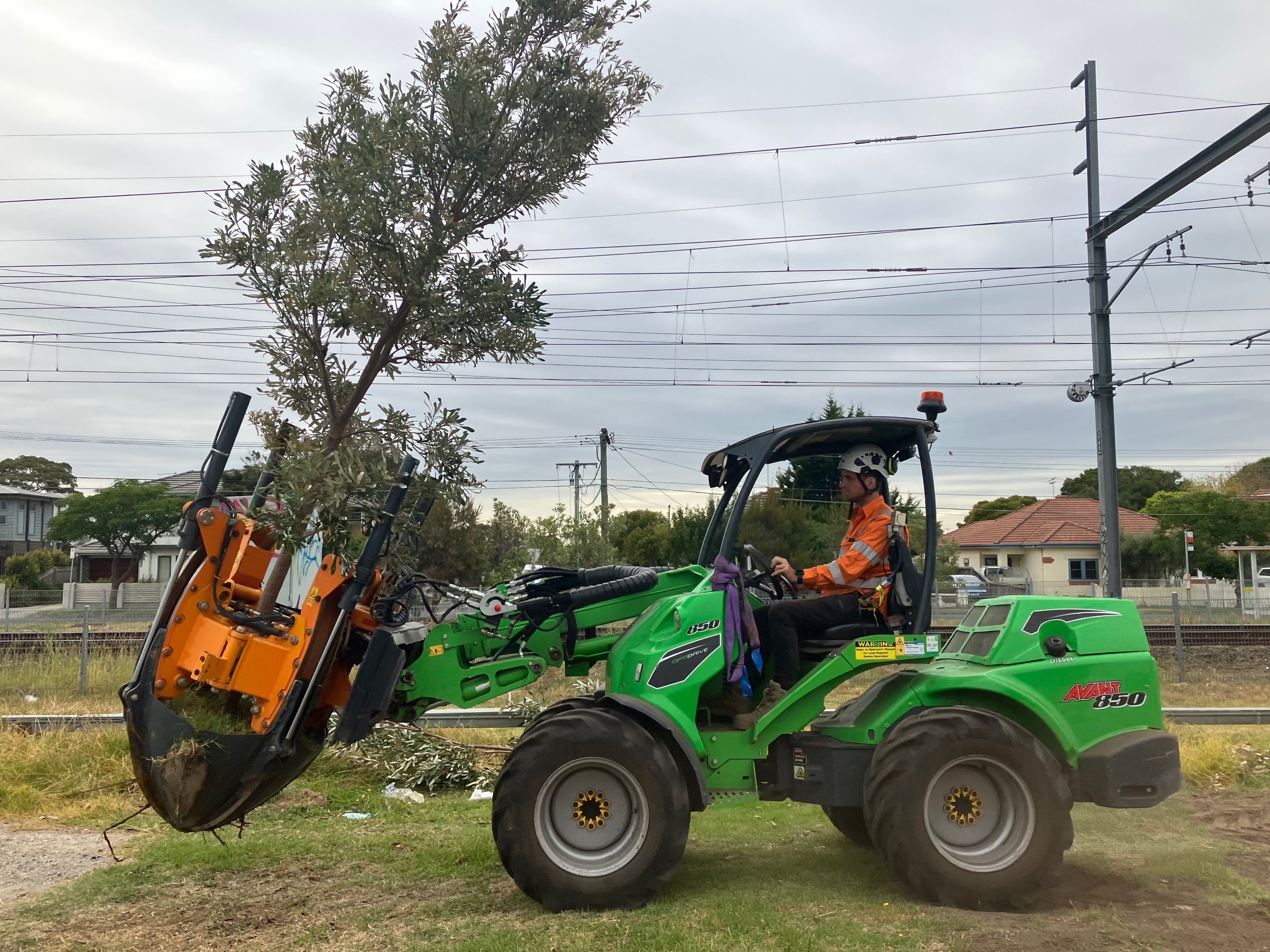 Tree transplanting in Parkdale