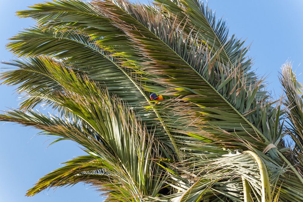 Local rainbow lorikeets settling back into the palms