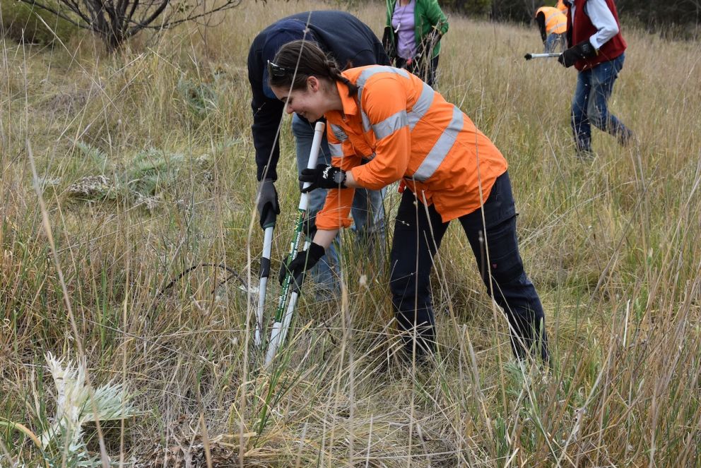 The team helped prune weeds such as artichoke thistle and African boxthorn