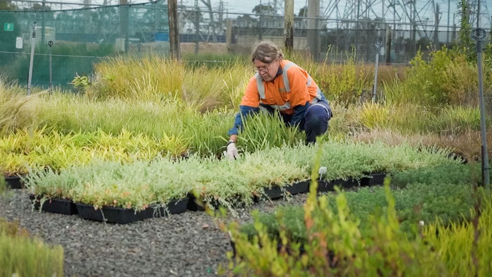 A gardener wearing protective clothing working in a nursery surrounded by plants.