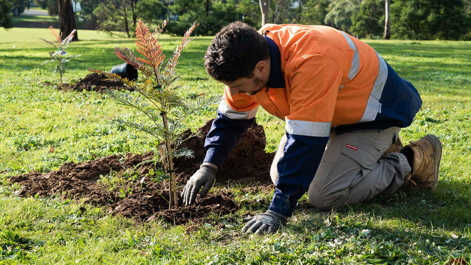 A gardener wearing protective clothing planting a Grevillea at Simpson Barracks.