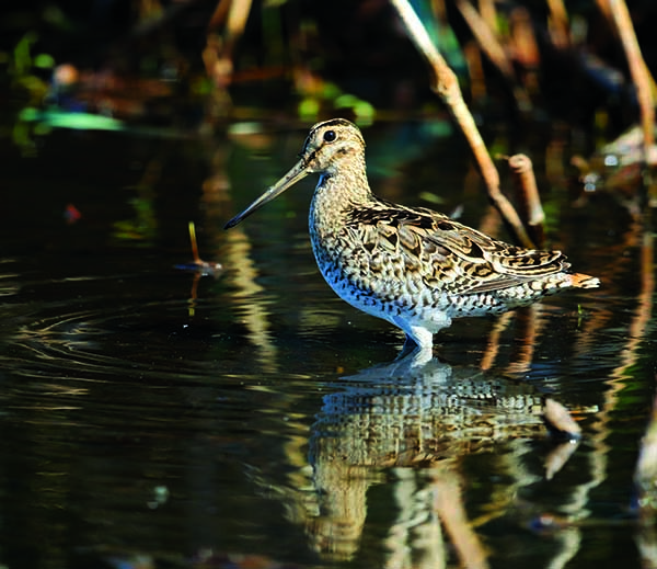 Bird - Latham's snipe