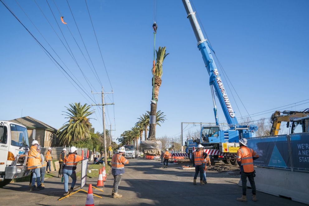 The palms will be returned to the area after major works are complete in 2023.