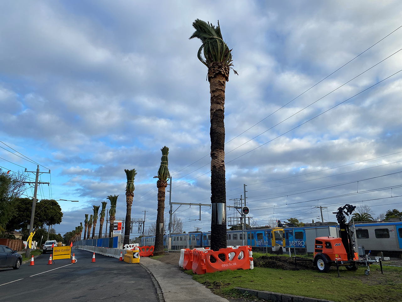 Canary Date Palms sporting an up-do while we prepare them for removal and safe-keeping until they can be replanted