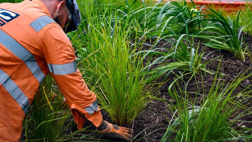 Worker in high vis plants a grass at Anzac 
