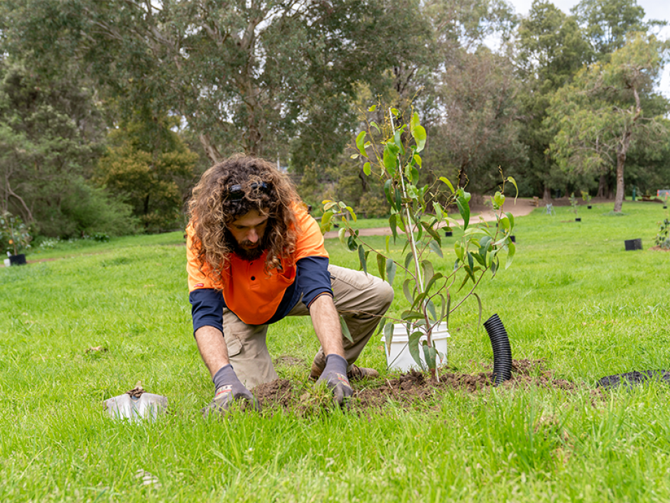 Team member planting a trees