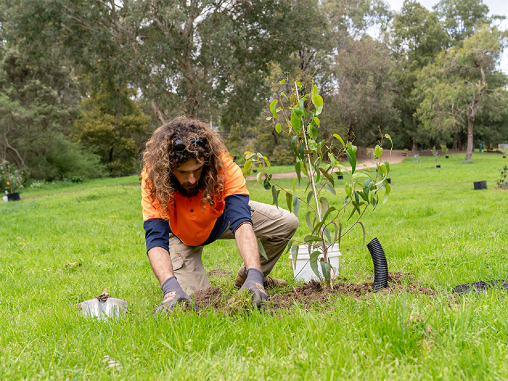 Team member planting a trees 