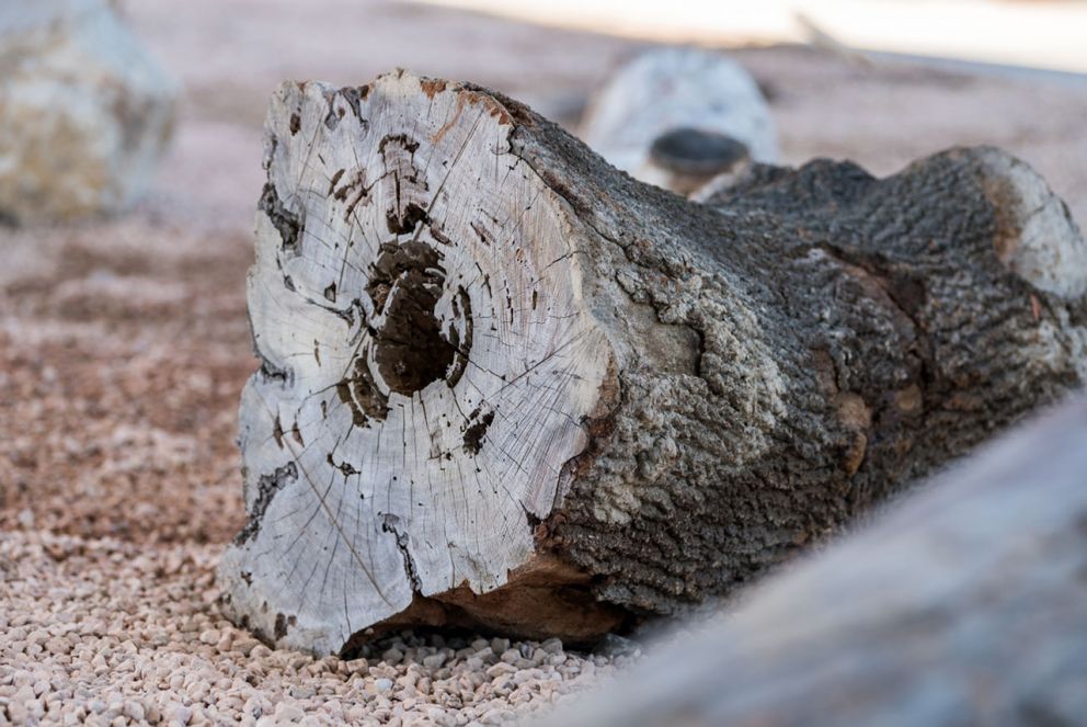 Close up of a repurposed log used in the open space