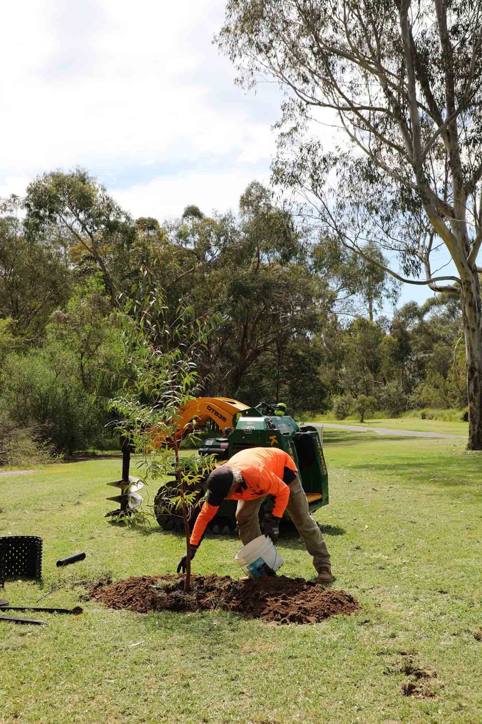 Tree planting in Koonung Creek parklands Mont Albert North