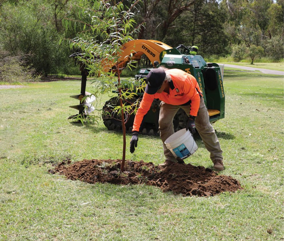 Early tree planting