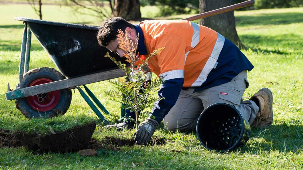 A gardener wearing protective clothing planting a Grevillea with a wheelbarrow and empty plastic pot behind them.
