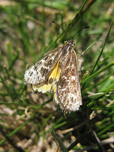 Golden sun moth
