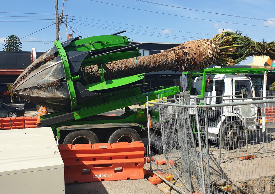 Carrum palm on truck