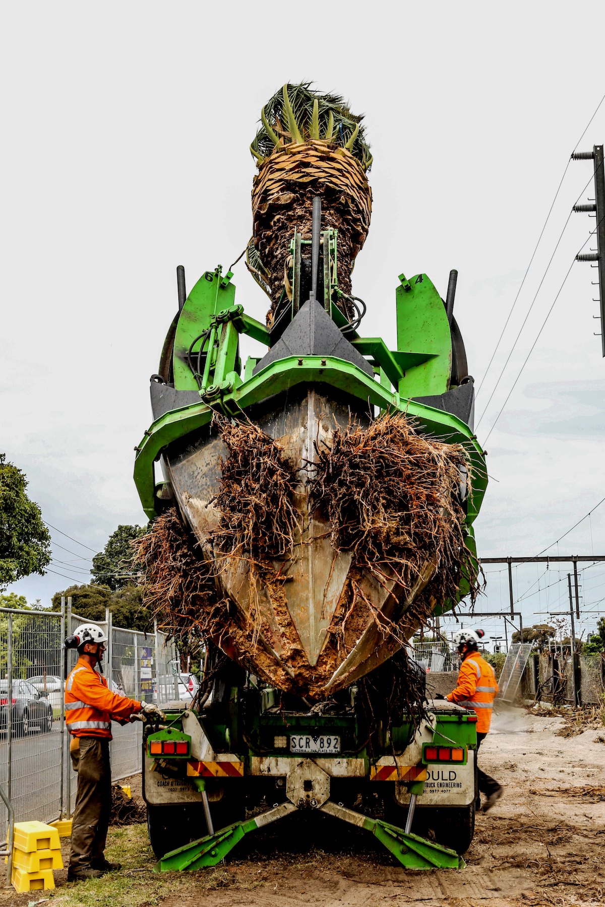 Palm tree excavated out of ground to be replanted