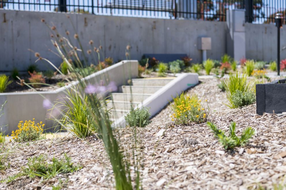 A close up image of landscaping and plants at station, with stairs and platform in background