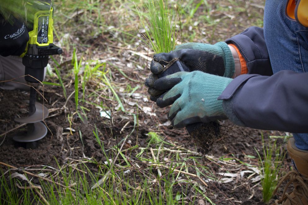 Planting native poa grass along the Kororoit Creek in West Sunshine