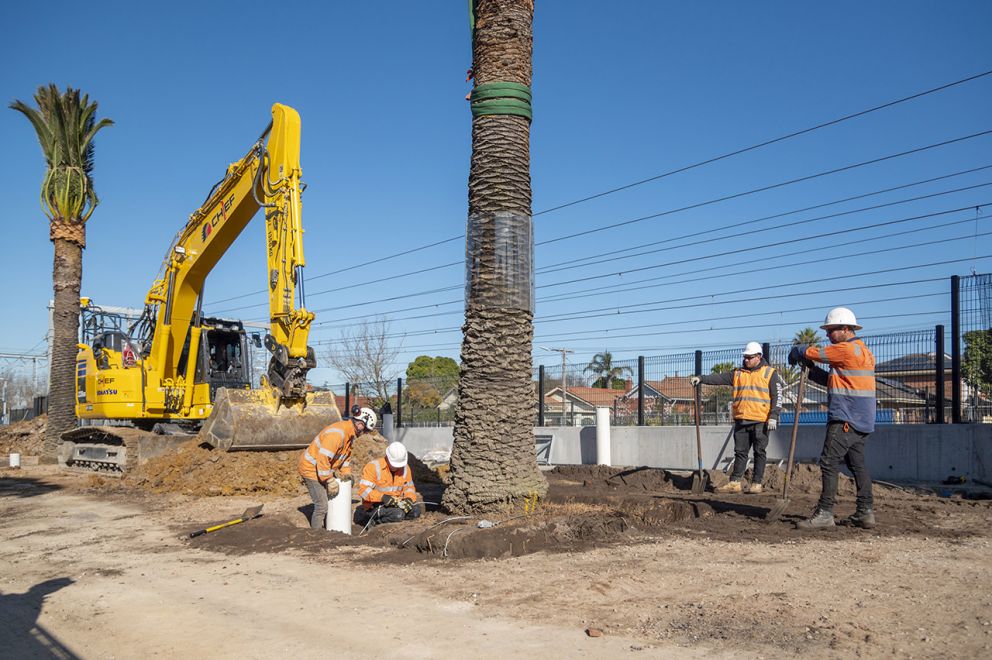 Professional arborists carefully replanting the much-loved Canary Island Date Palm Trees
