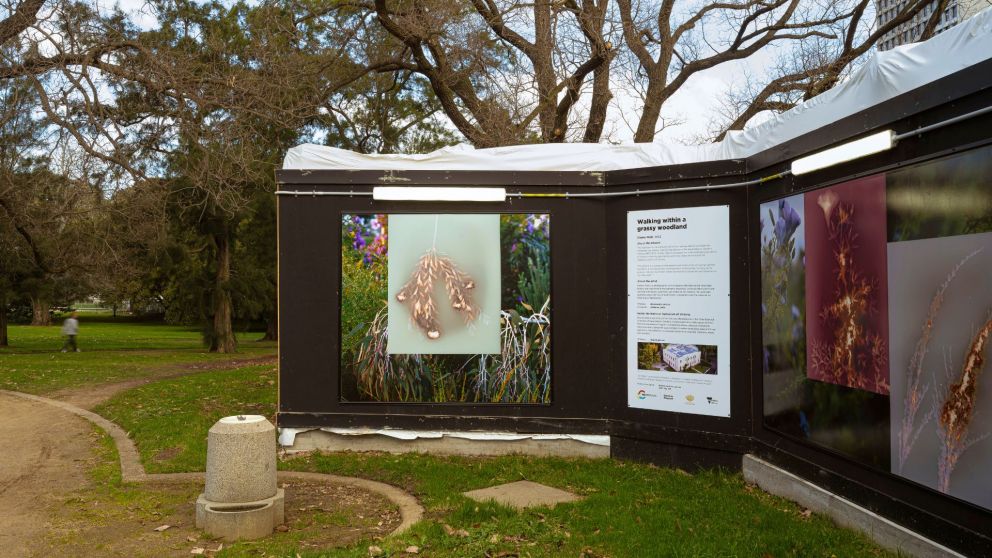 Image of Dianna Well's artwork near the new Anzac Station. 