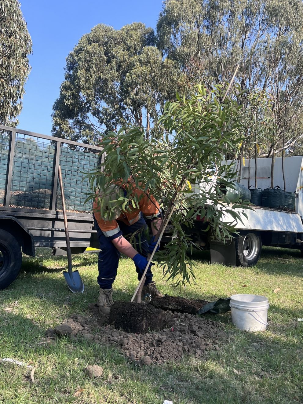 Workers planting smooth-barked Apple Gums