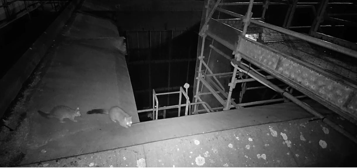 A security camera photo of a mother and baby possum walking on a ledge