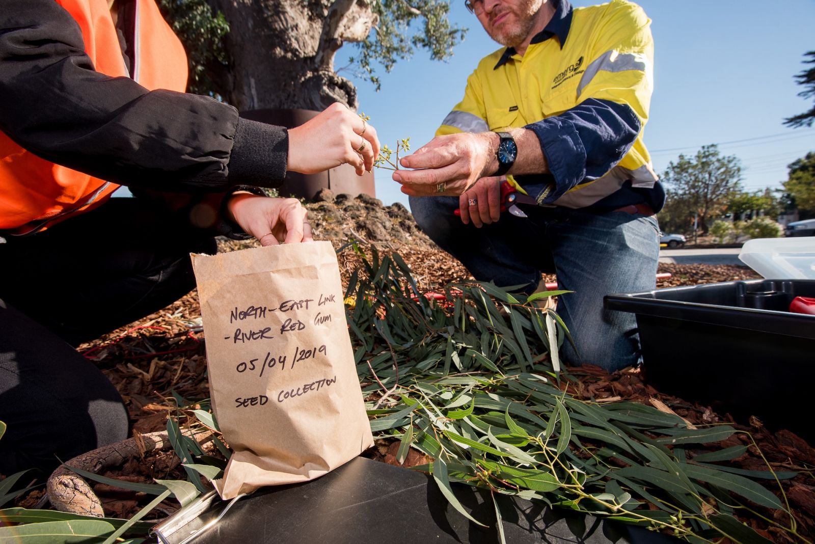 2 people wearing high vis, looking at and holding seeds with a bag that reads, North East Link River Red Gum - 5 April 2019. Seed collection.