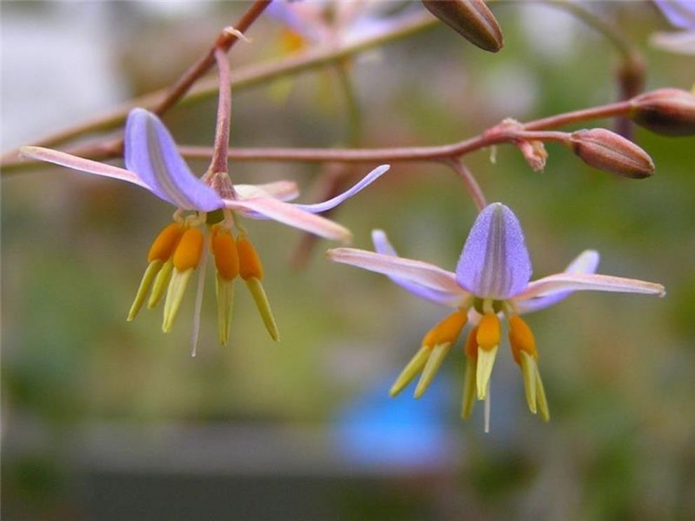 Artwork inspiration of the Dianella ameoena flower