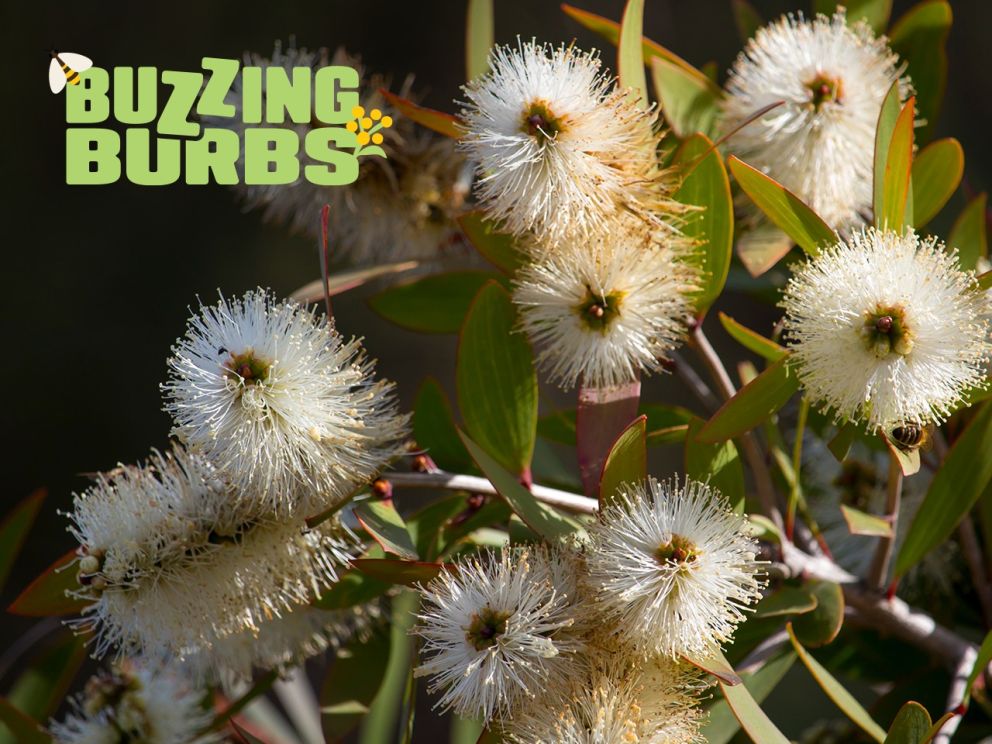 Scented paperbark flowering shrub