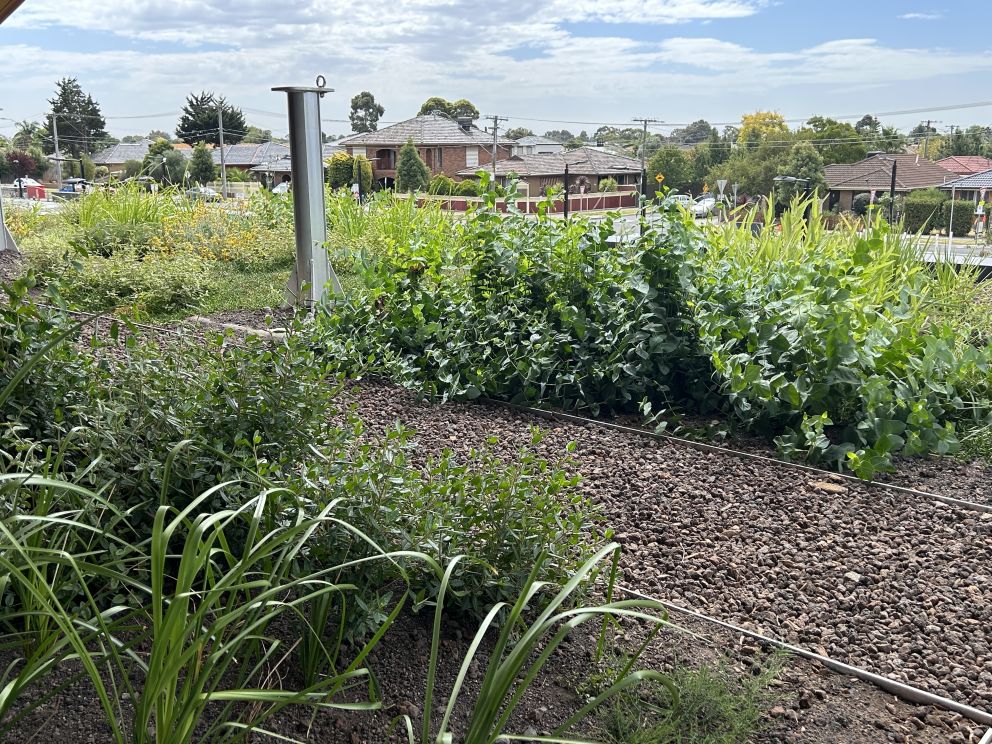 Deer Park roof top garden