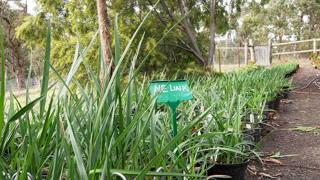 Rows of Matted Flax-lilies in pots.