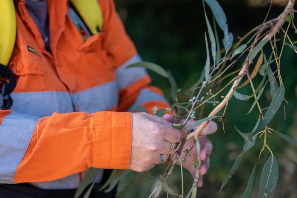 Local seed collection in Ringwood East 