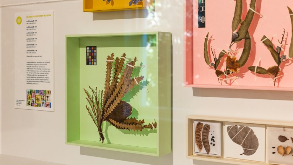 Colourful botanical artwork in frames