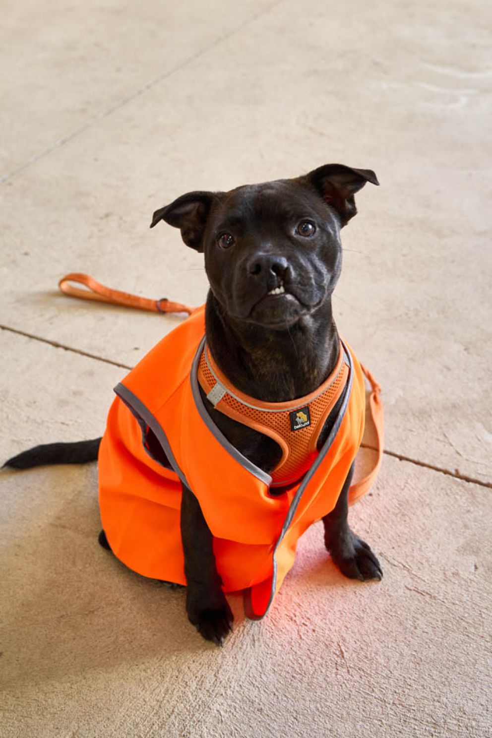 Luna, the Hall Road canine supervisor, reporting for duty