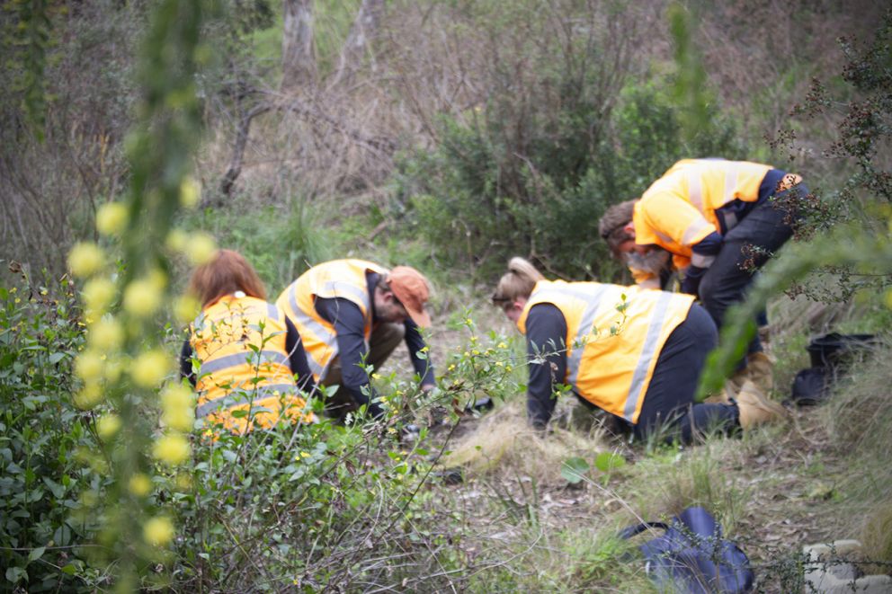 Four members of the group planting native grasses