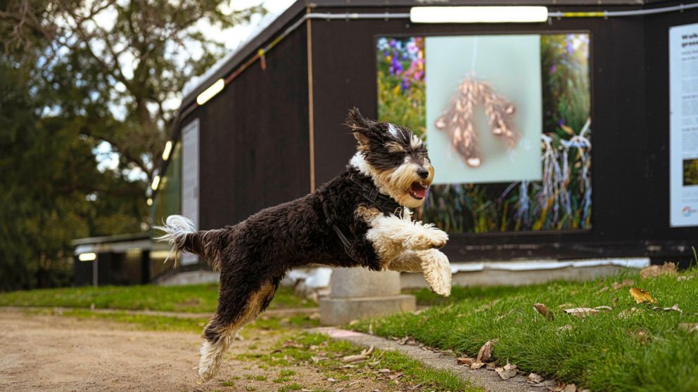 Image of dog jumping in front of Dianna Well's artwork near the new Anzac Station. 