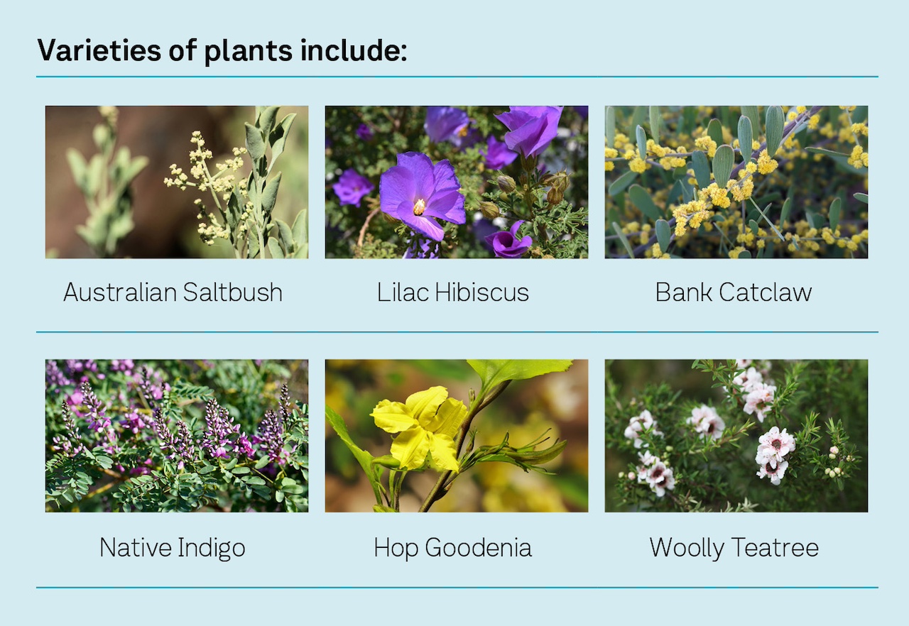 Plant varieties that will be planted in the Diggers Rest precinct