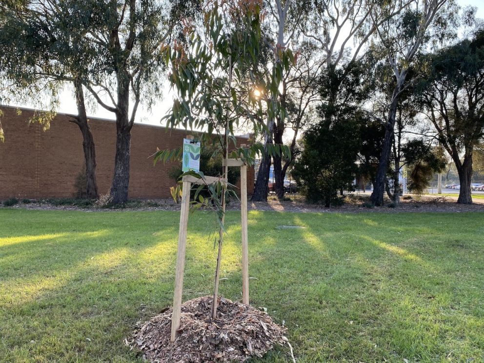 Young smooth-barked Apple Gum trees planted in Dandenong