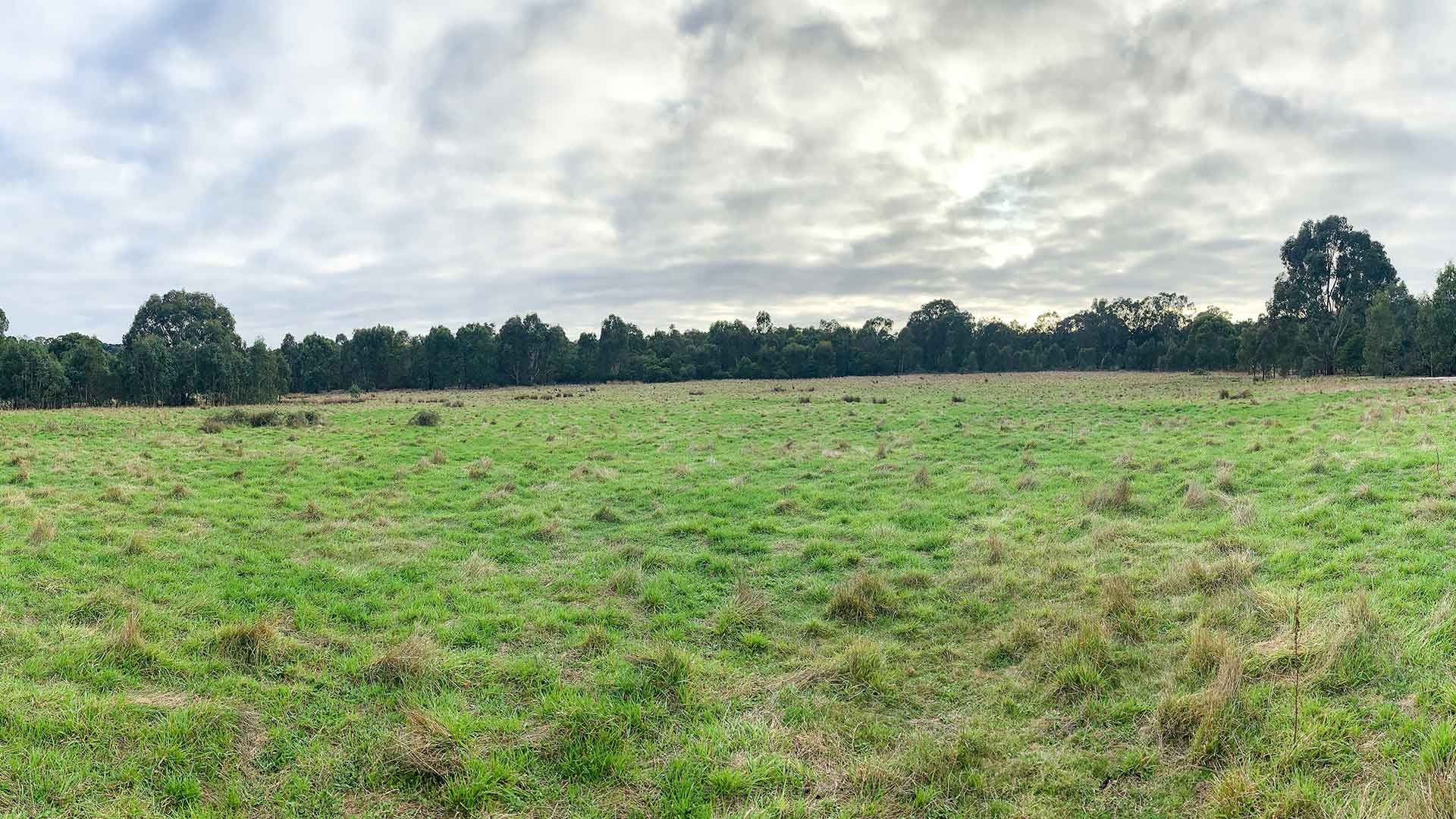 Westerfolds Park planting site near the Main Yarra Trail in Templestowe. The parkland is surrounded by mature trees.