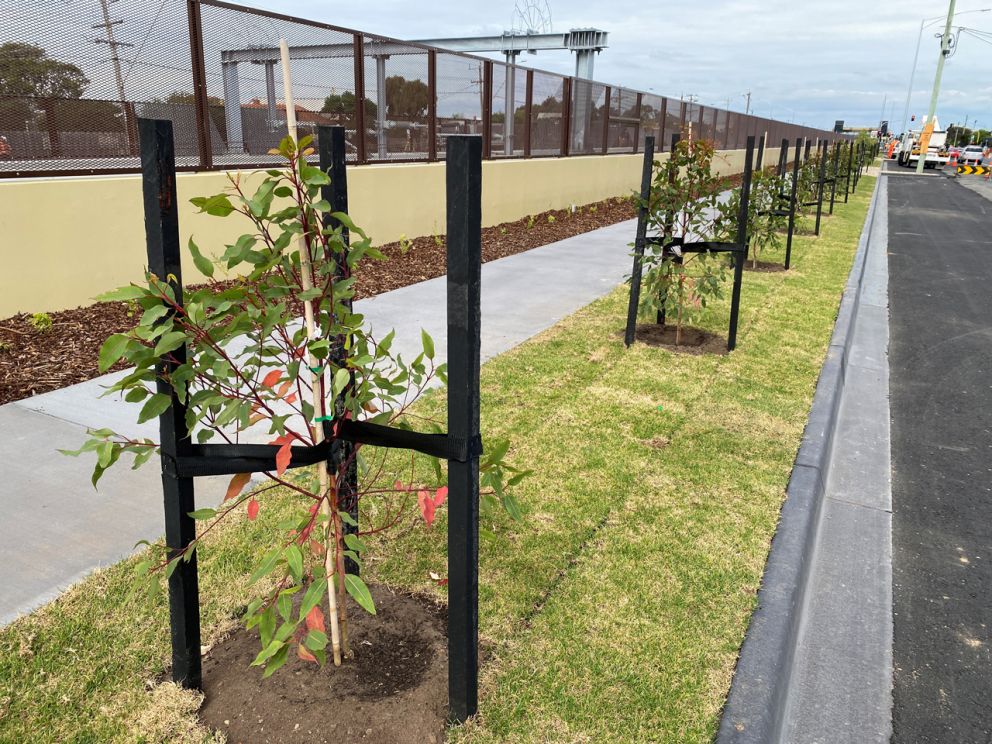 Trees planted in the rail line
