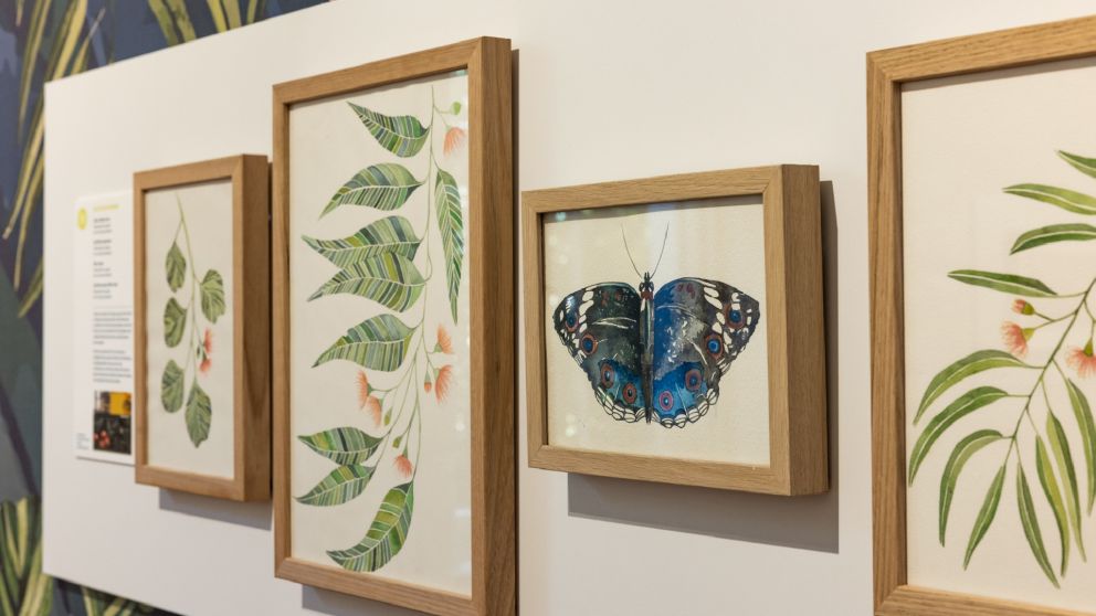 Botanical artwork inside frames on a wall