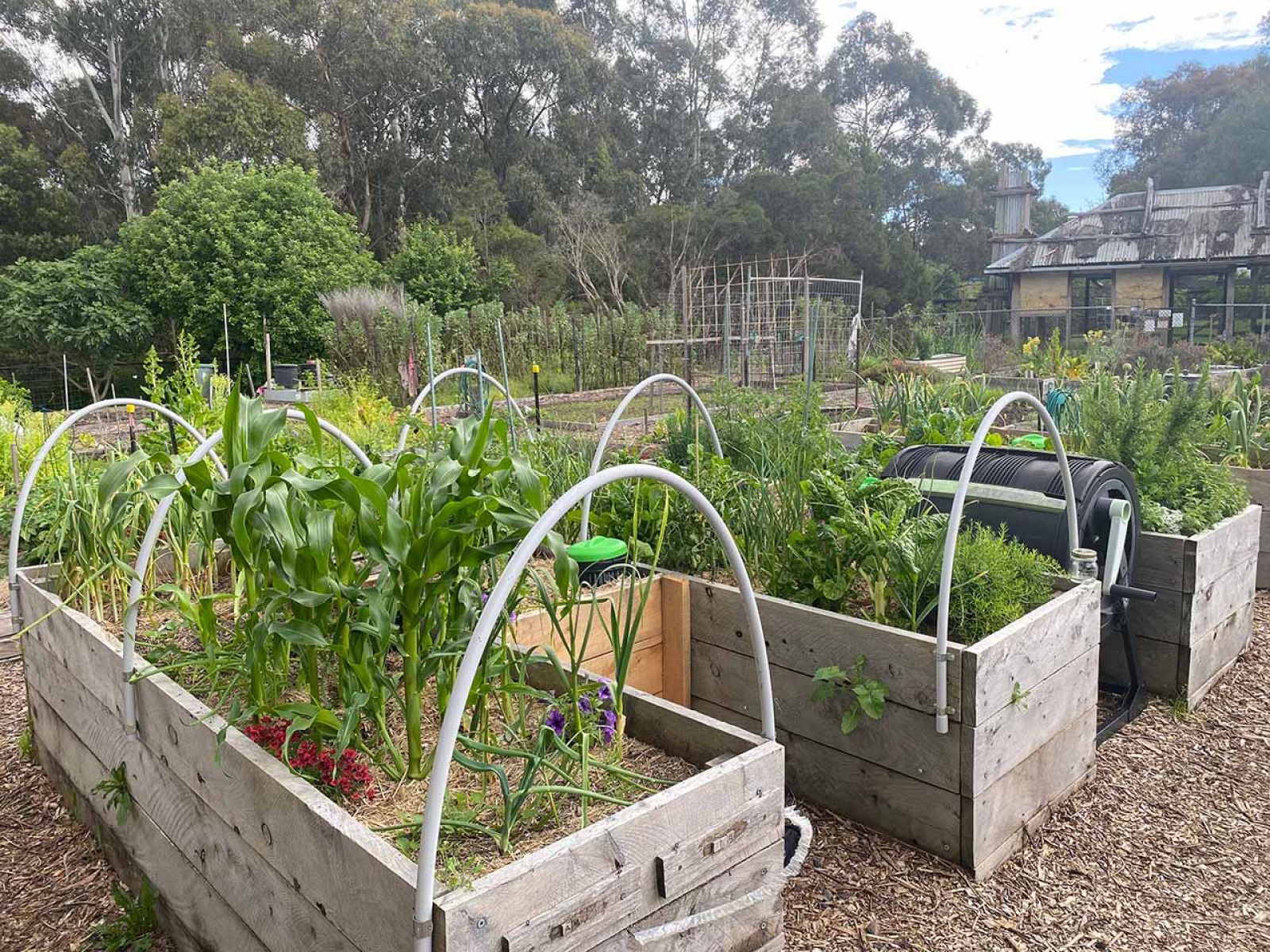 Settler's shelter community garden