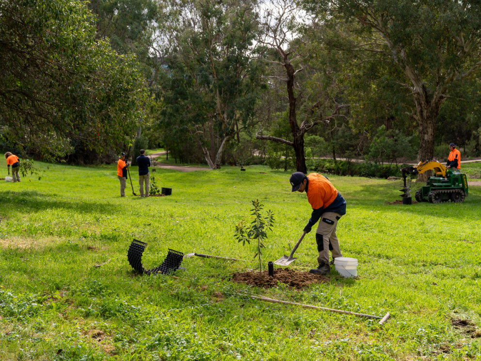 Crew onsite planting trees