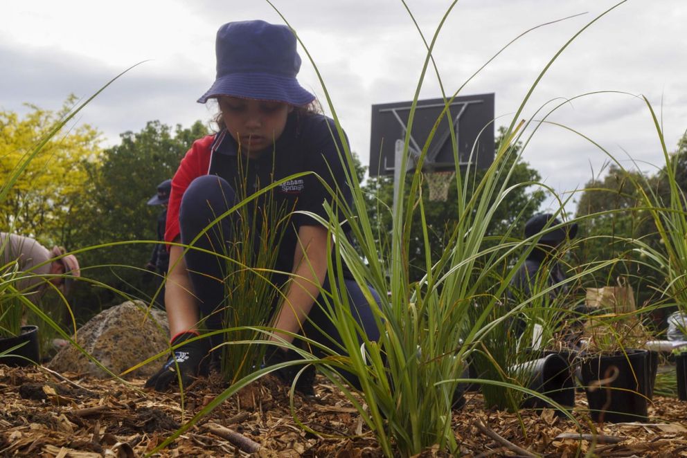 Planting up a storm with Pakenham Springs Primary School