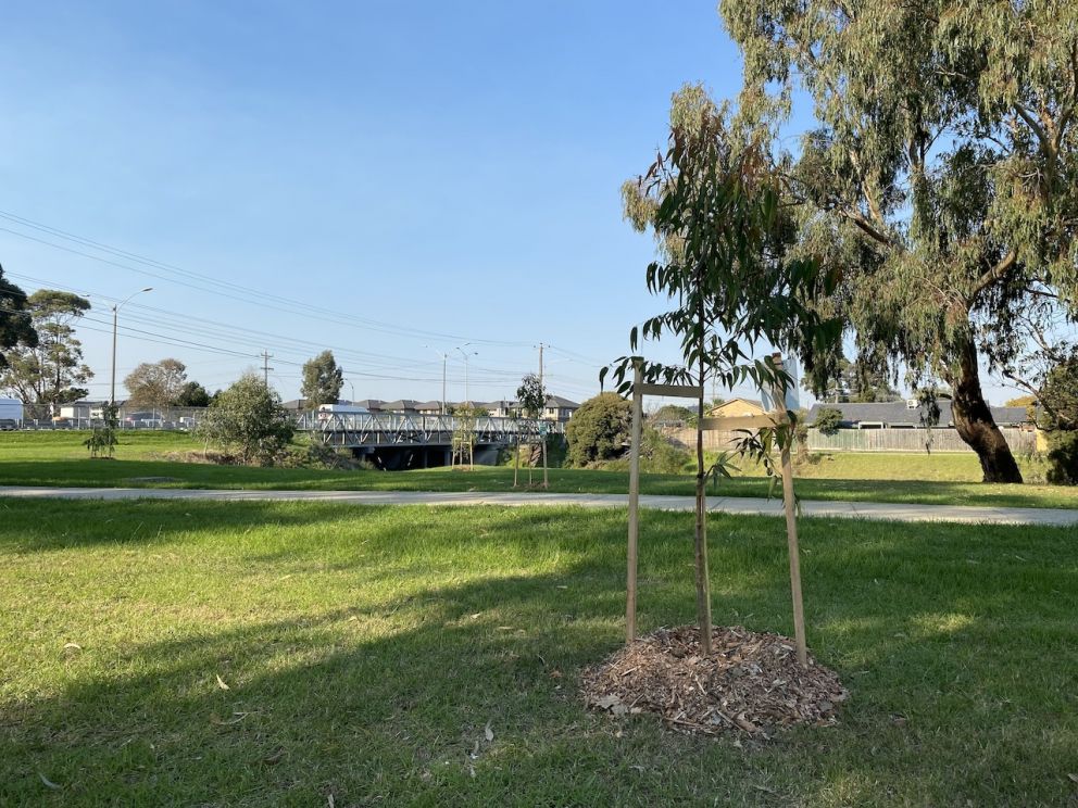 Planting in Dandenong