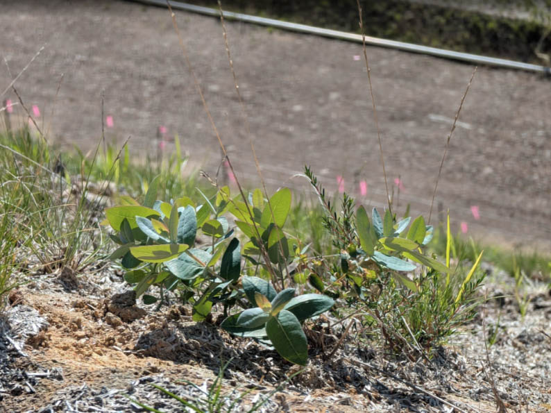 Landscaping on the Bogong High Plains Landslip