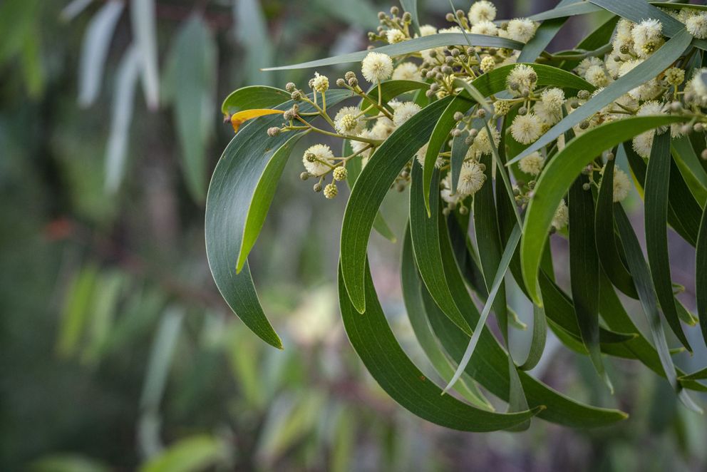 Acacia
