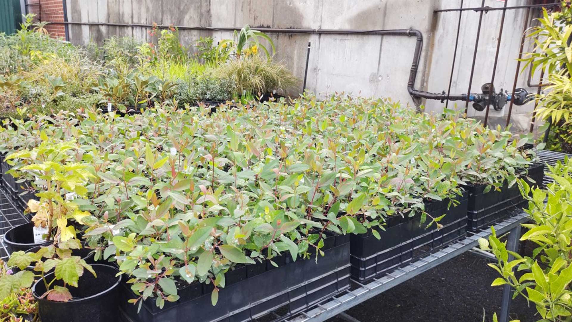 A table at the Royal Botanic Gardens nursery with rows of Studley Park Gum saplings.