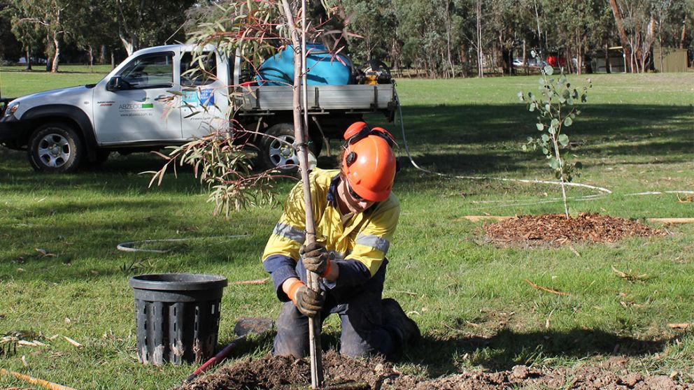A gardener wearing high-vis safety equipment planting a mature tree in a park. 